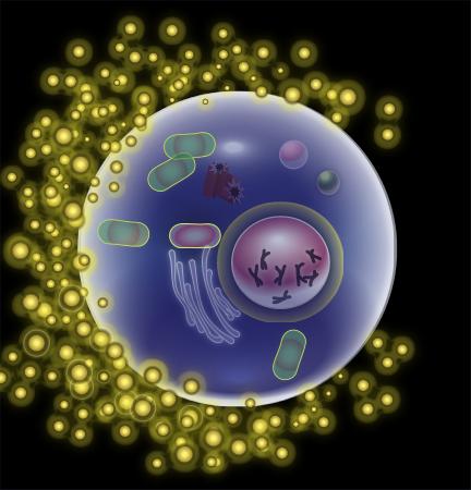 Diagram: Human egg cell.